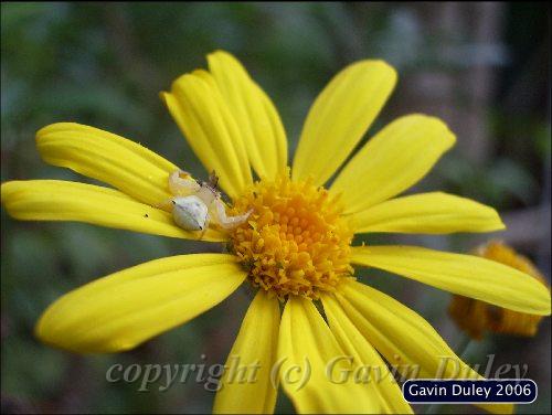 Insect and inflorescence.jpg